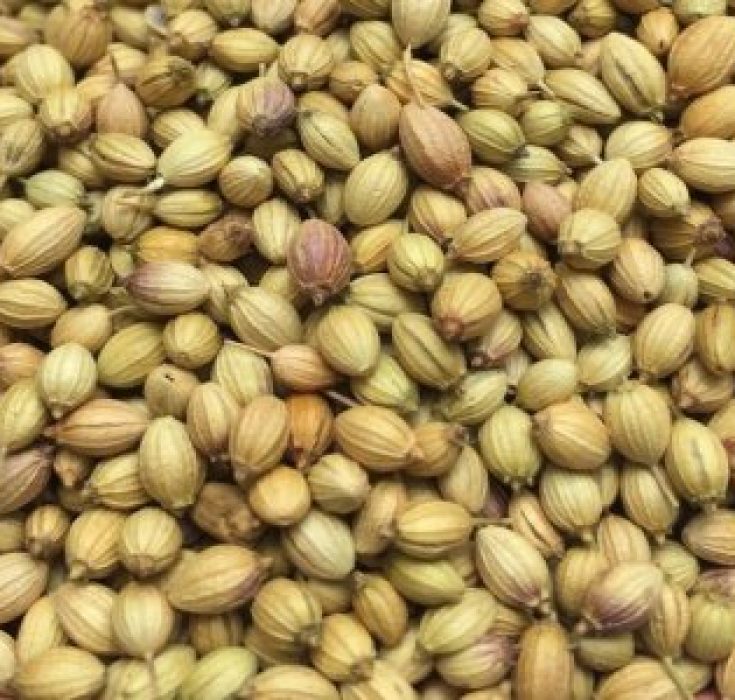 Coriander Seeds
